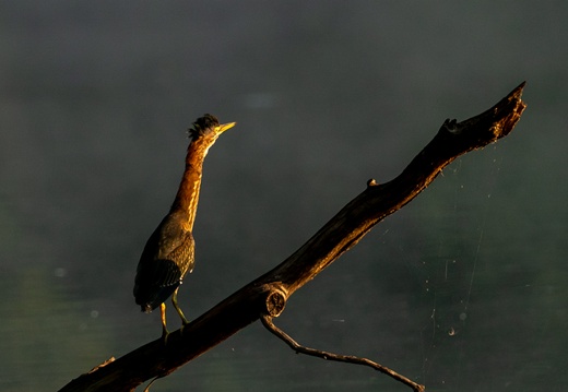 Cormorant Rockingham Lake