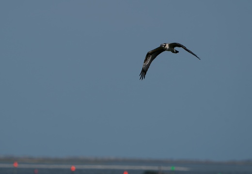 Osprey Caswell Beach Oct 2023